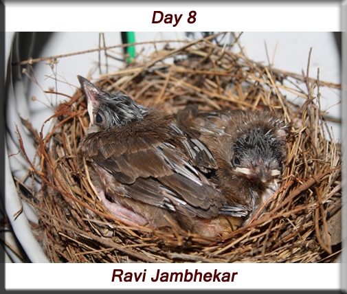 Red-whiskered bulbul - Day 8